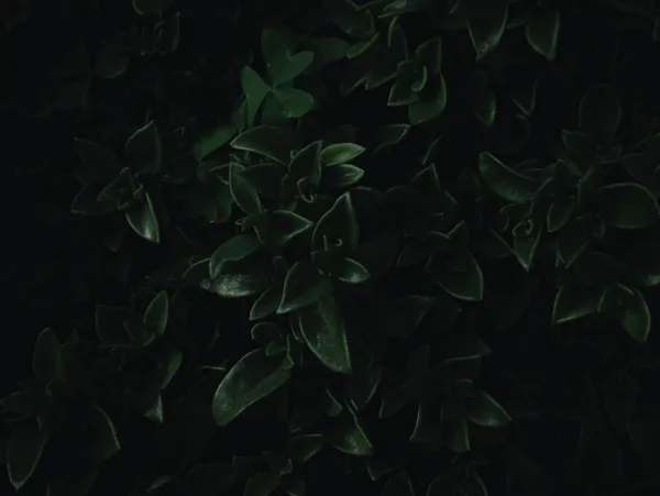 img of Geometric Origins of Bias in Deep Neural Networks